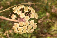 Hoya verticillata