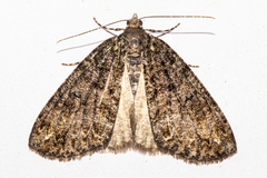 Pseudocoremia modica