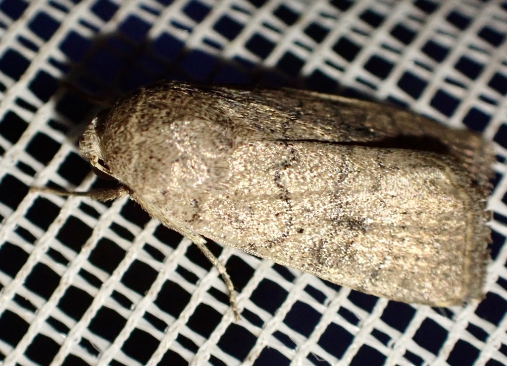 Athetis ochreosignata