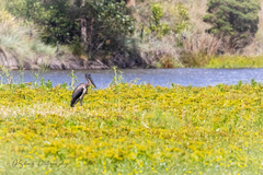 Ephippiorhynchus asiaticus