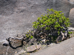 Anthocercis viscosa