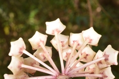 Hoya verticillata