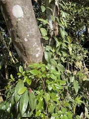 Causonis corniculata