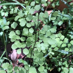 Adiantum aethiopicum