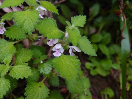 Matsumurella tuberifera iNat (2)