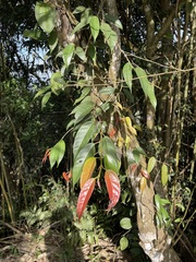 Ficus sarmentosa nipponica