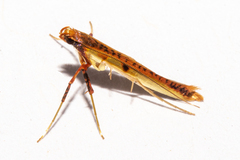 Caloptilia chrysitis