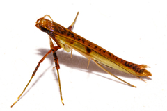 Caloptilia chrysitis