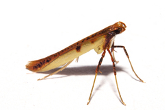 Caloptilia chrysitis