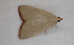 Hypsopygia albidalis