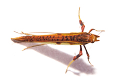 Caloptilia chrysitis