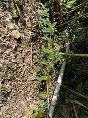 Rubus swinhoei