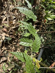 Rubus swinhoei