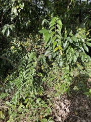 Rubus swinhoei