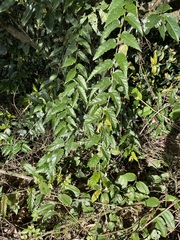 Rubus swinhoei