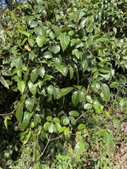 Causonis corniculata