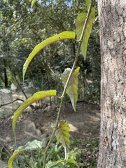 Rubus swinhoei