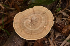 Trametes flavida