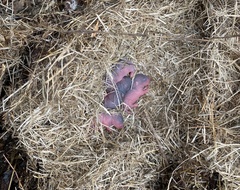 Microtus californicus