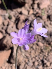 Dipterostemon capitatus pauciflorus