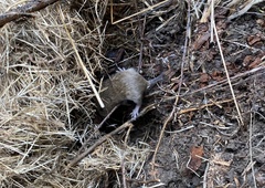 Microtus californicus