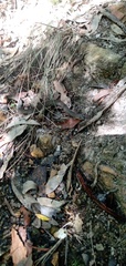 Pygopus lepidopodus