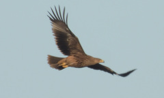 Aquila heliaca