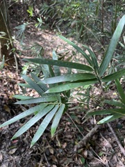 Phyllostachys makinoi