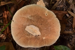 Trametes flavida