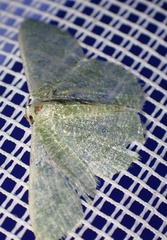 Phaiogramma