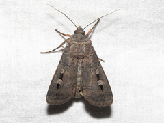 Agrotis infusa