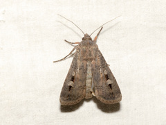 Agrotis infusa