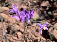 Dipterostemon capitatus pauciflorus