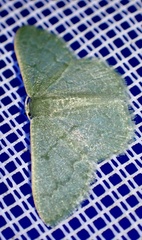 Phaiogramma faustinata