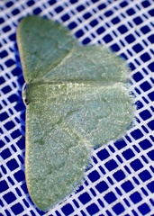 Phaiogramma faustinata