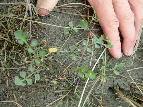 Apium filiforme