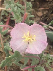 Oenothera deltoides