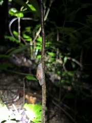 Parmacochlea