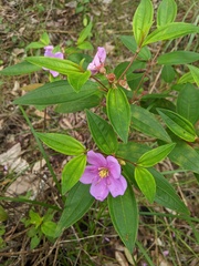 Melastoma malabathricum