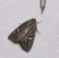 Condica aroana
