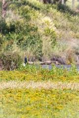 Ephippiorhynchus asiaticus