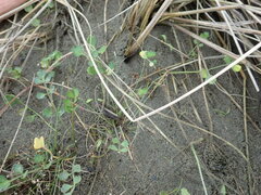 Apium prostratum filiforme