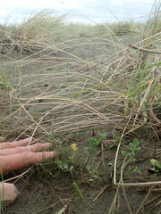 Apium prostratum filiforme