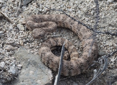 Crotalus pyrrhus