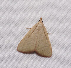 Hypsopygia albidalis