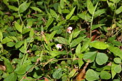 Pullenia gunnii