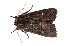 Meterana merope