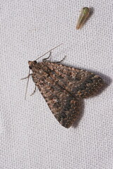 Hypoperigea tonsa