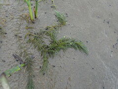 Ceratophyllum demersum