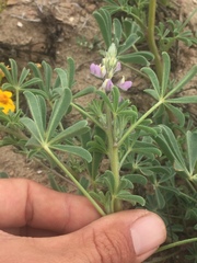 Lupinus arizonicus